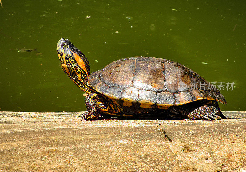 黑腹滑龟(Trachemys dorbigni)，也被称为德奥比尼滑龟，站在湖边